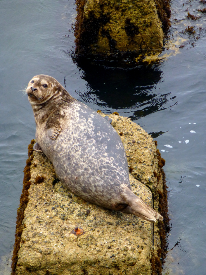 A harbor seal resting on a weathered, partially-submerged cement block with attached barnacles and seaweed.