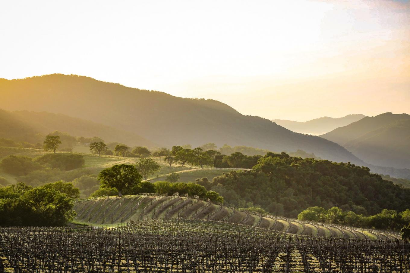 Carmel Valley Jouillian Vineyards