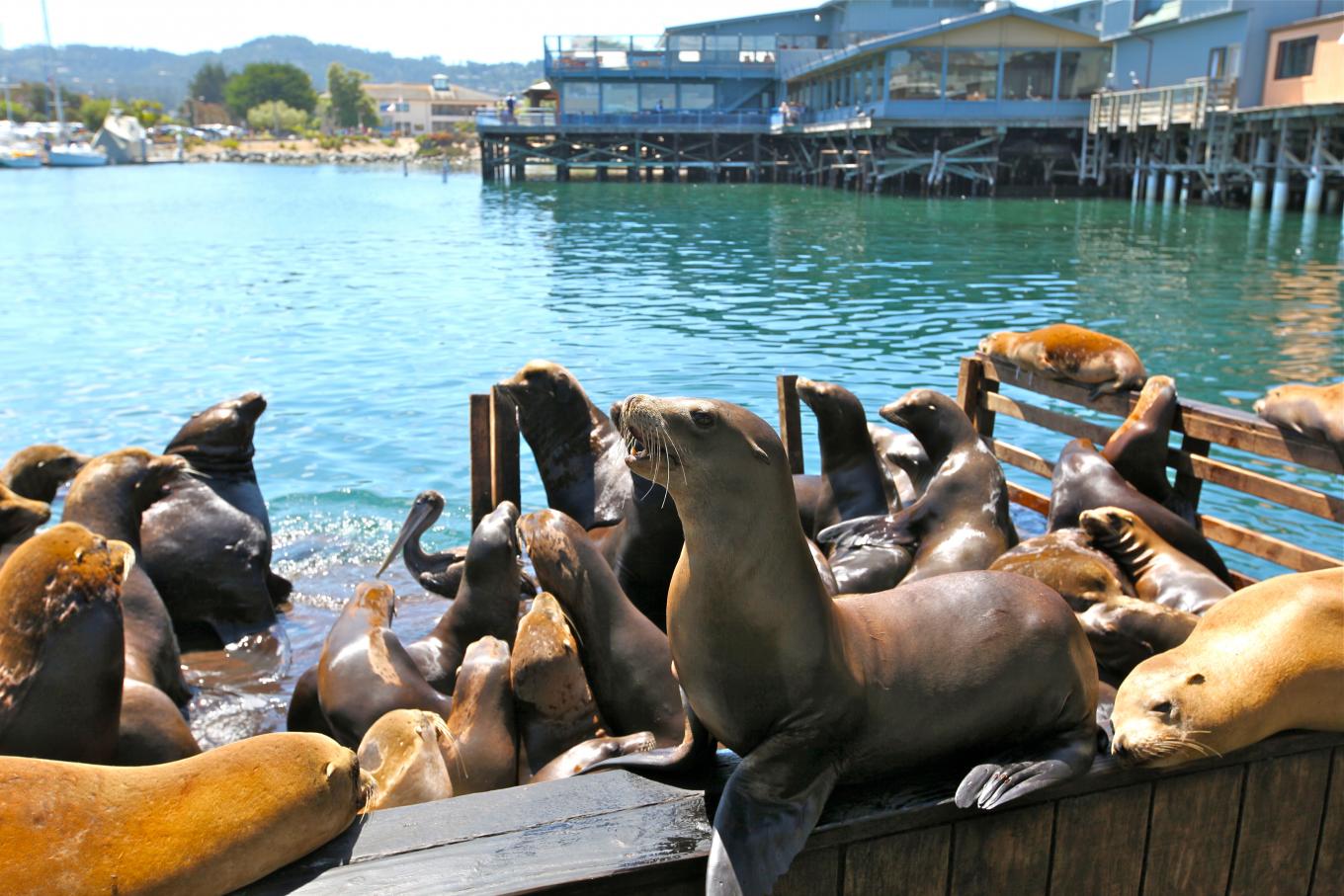 Sea Lions on Wharf