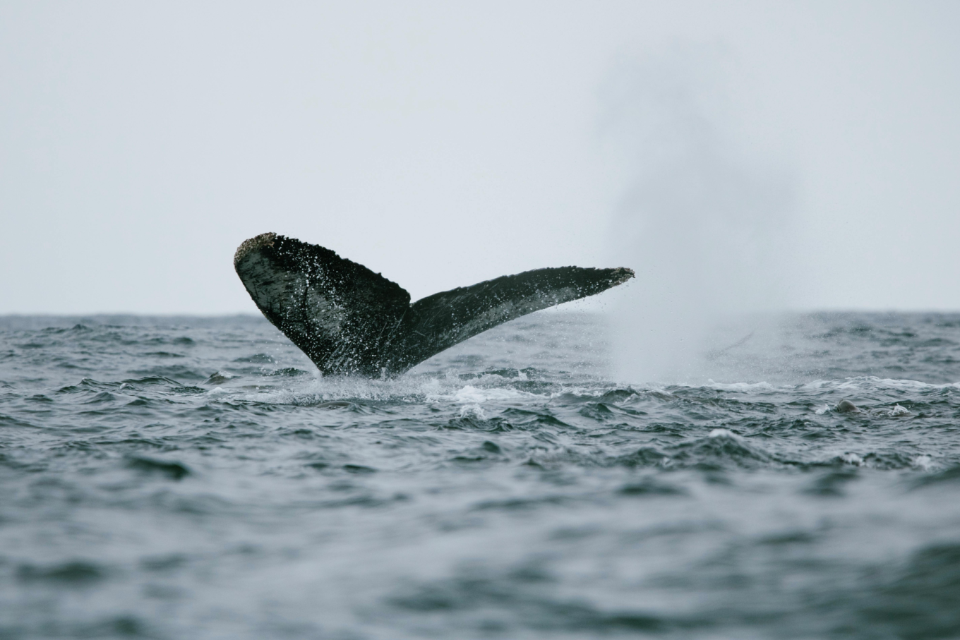 A whale's tail surfacing on Monterey Bay.